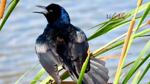 Boat-tailed Grackle - ML618664809