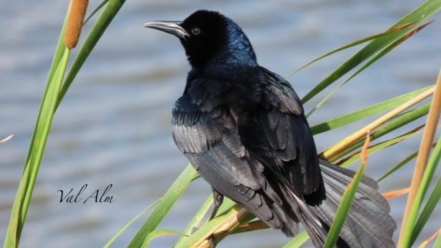 Boat-tailed Grackle - ML618664810