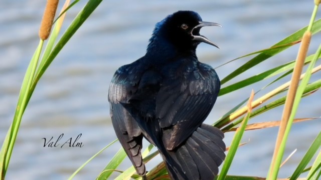 Boat-tailed Grackle - ML618664811