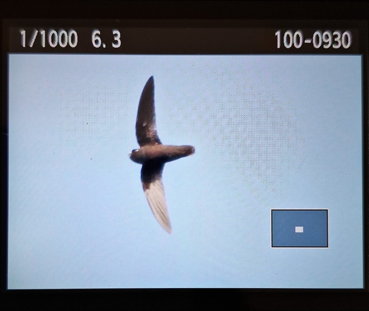 Spot-fronted Swift - ML618664832