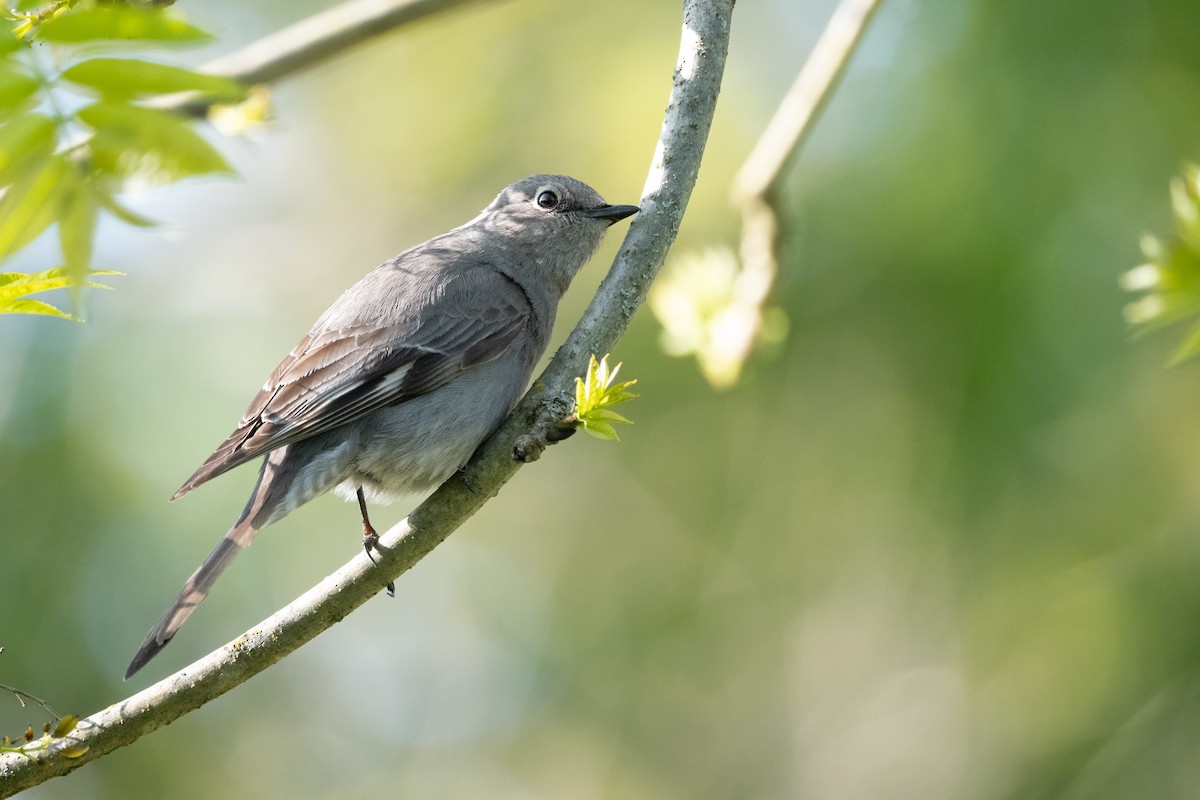 Townsend's Solitaire - ML618664879