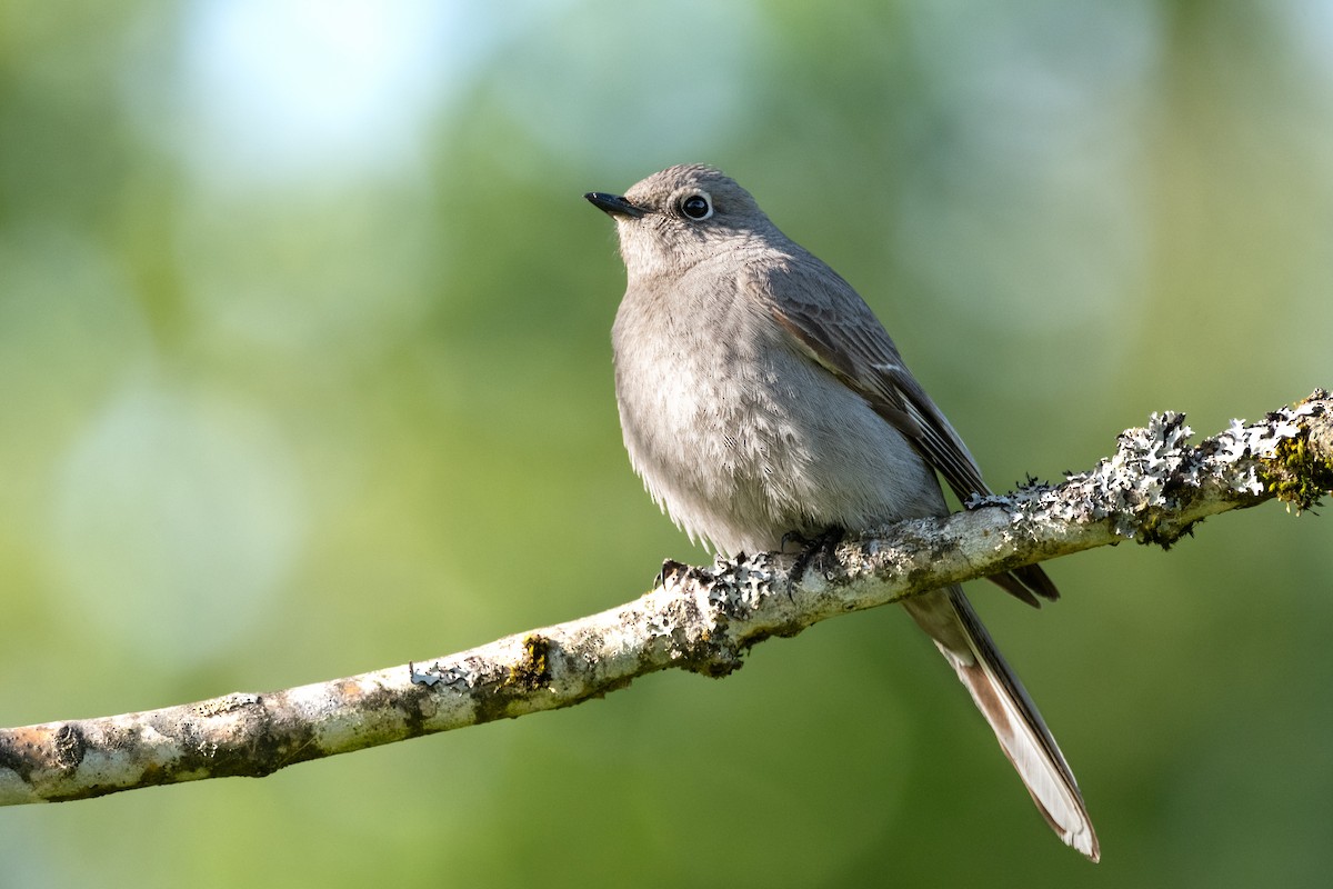 Townsend's Solitaire - ML618664883