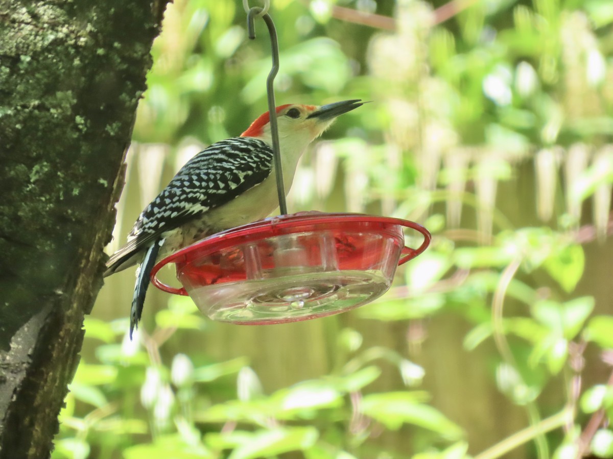 Red-bellied Woodpecker - LouAnn O'Hora