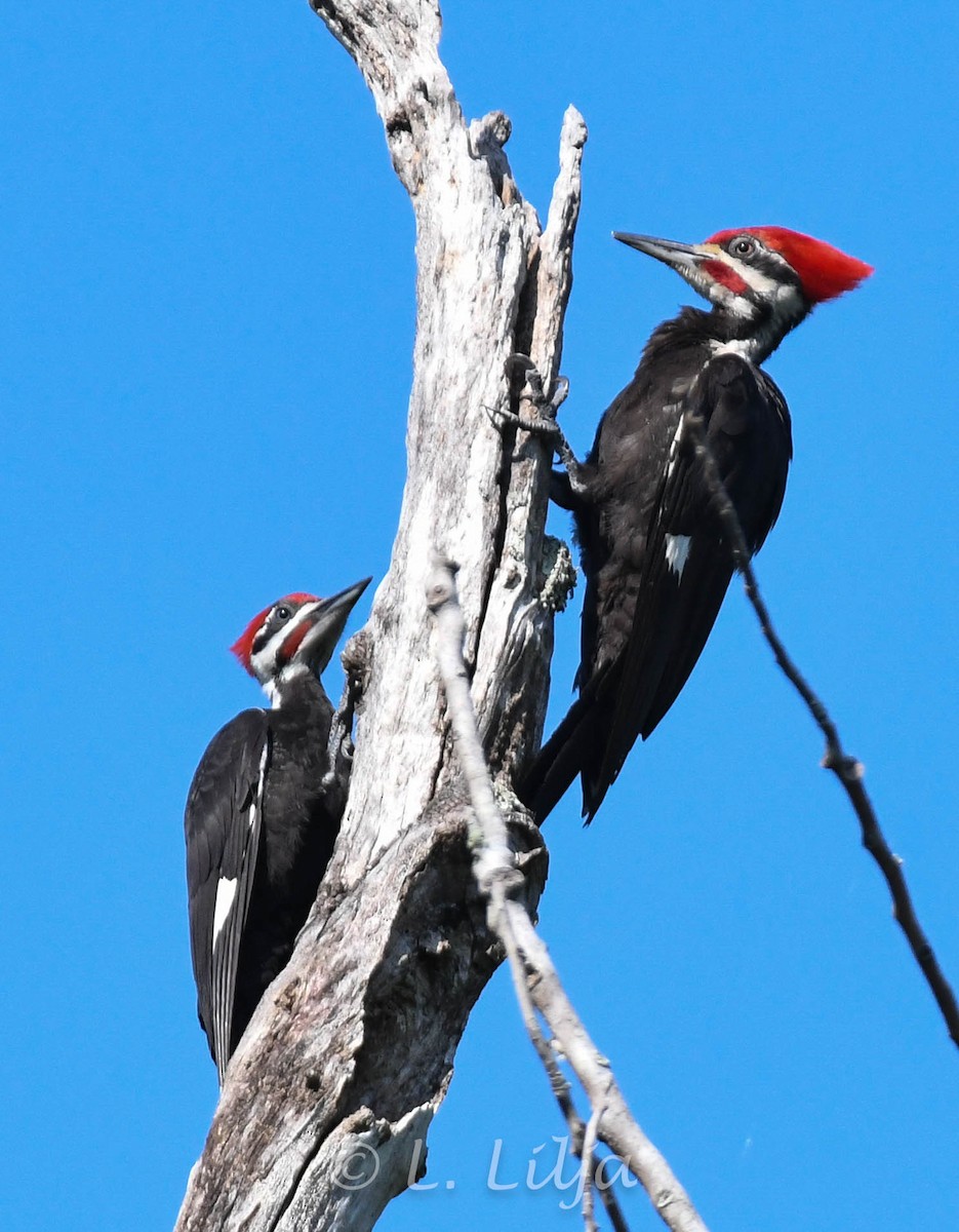 Pileated Woodpecker - ML618664903