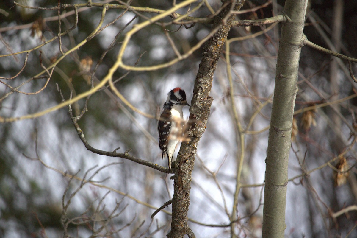 Downy Woodpecker - ML618664912