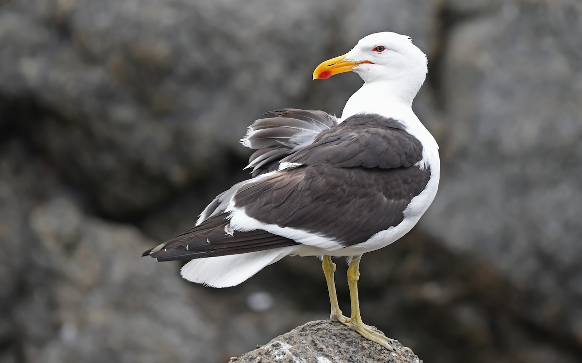 Kelp Gull (dominicanus) - ML618664936