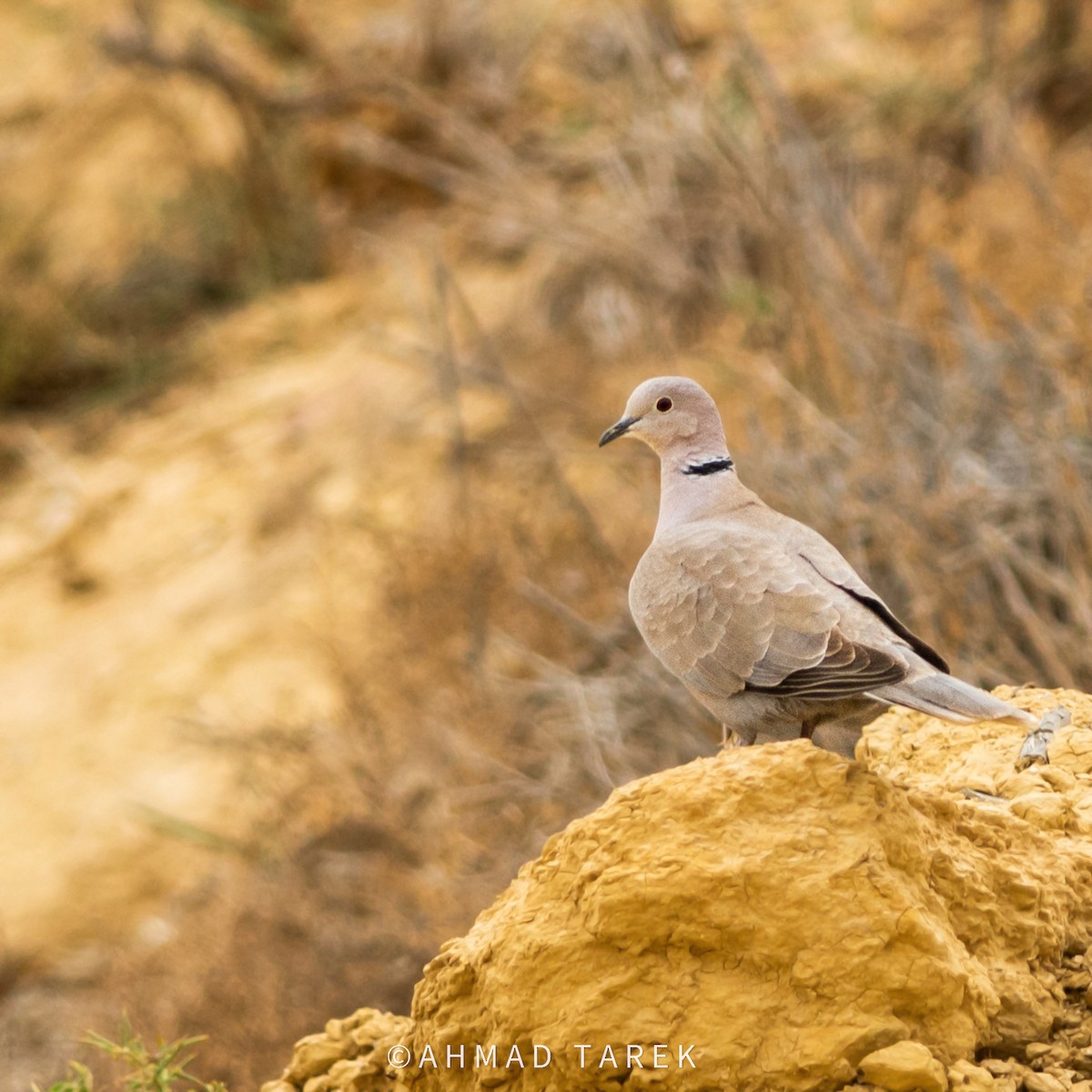 Eurasian Collared-Dove - ML618664987
