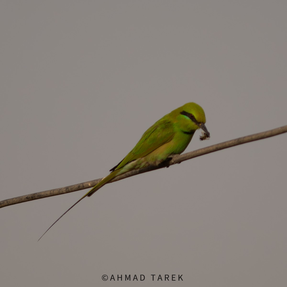 African Green Bee-eater - ML618665011