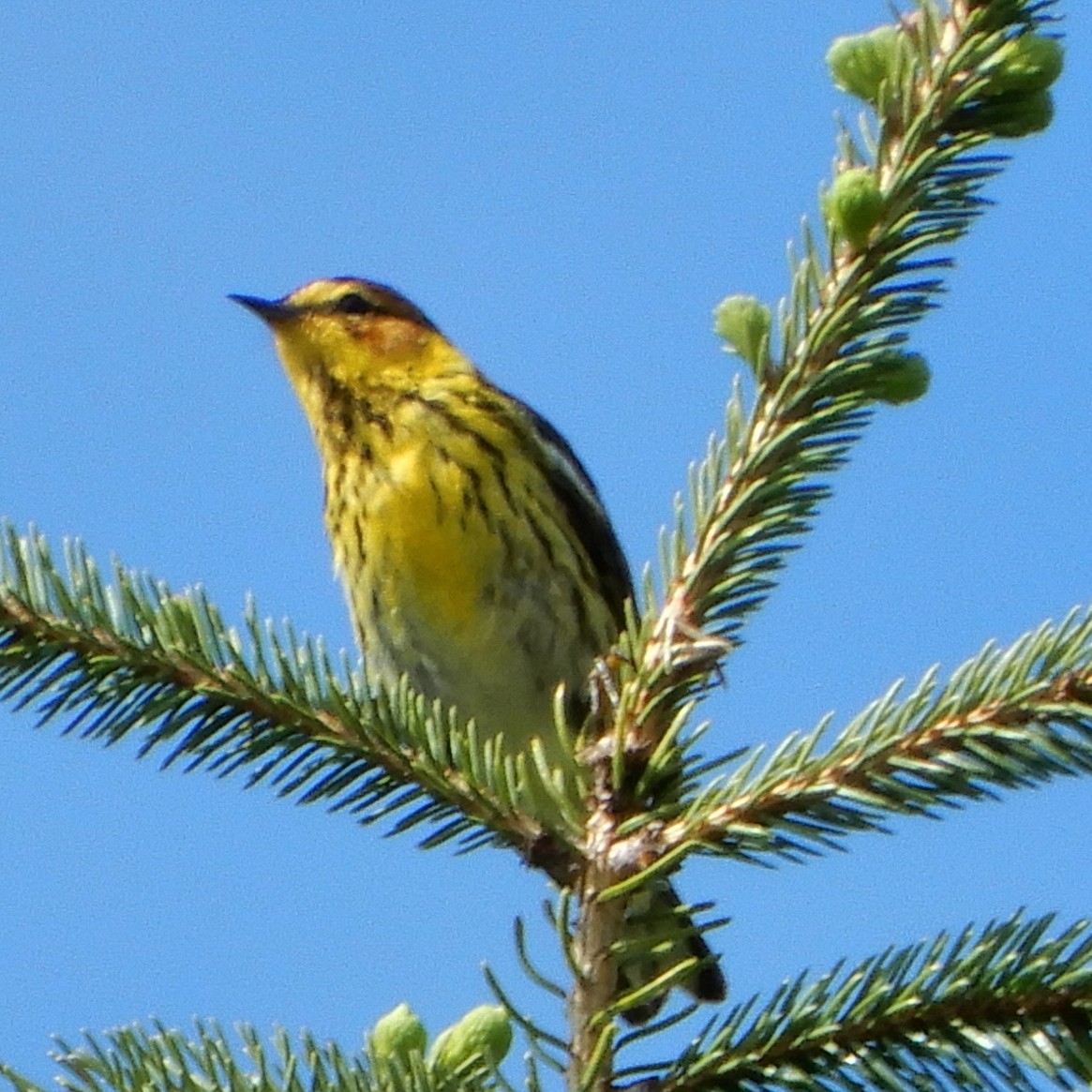 Cape May Warbler - ML618665023