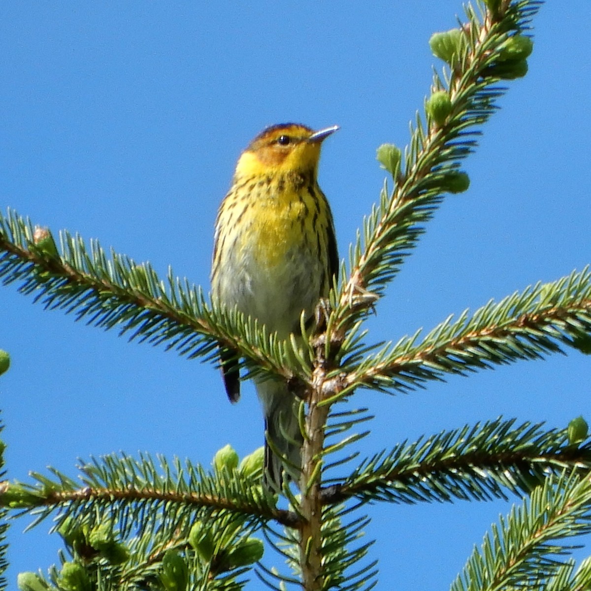 Cape May Warbler - ML618665024