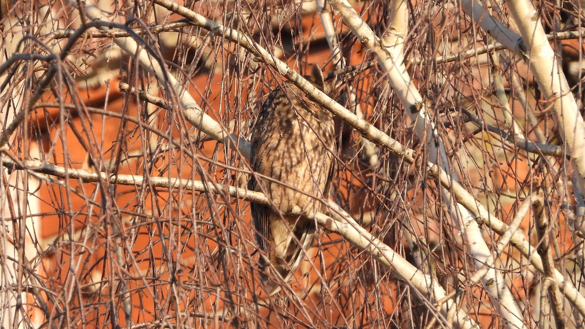 Long-eared Owl - ML618665037