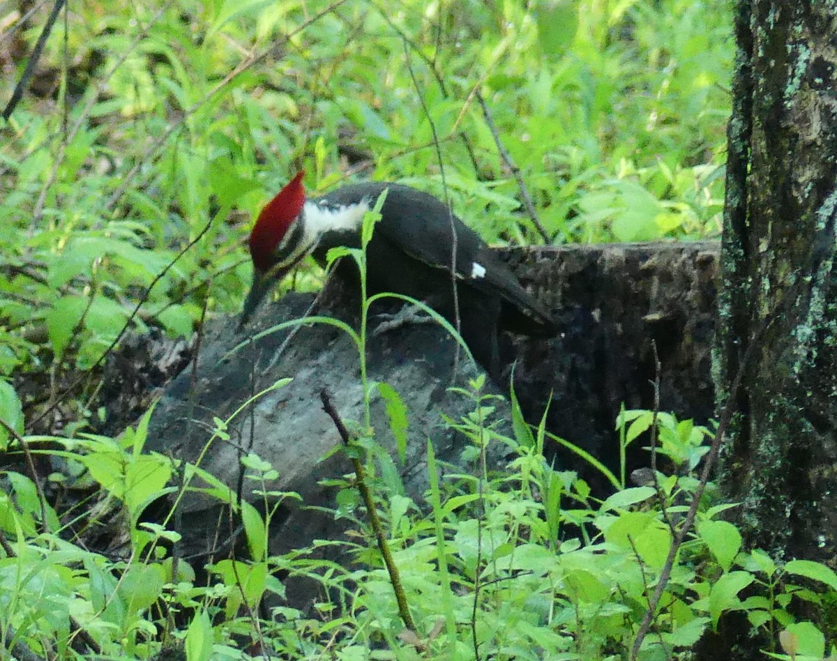 Pileated Woodpecker - ML618665045