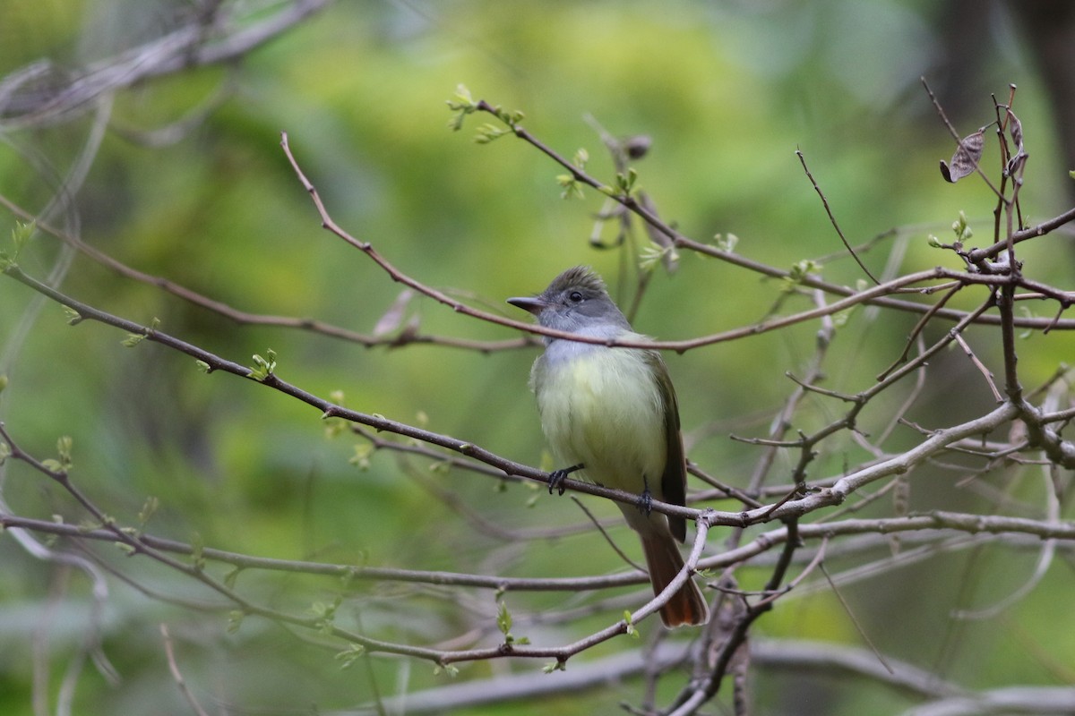 Great Crested Flycatcher - Lily Morello