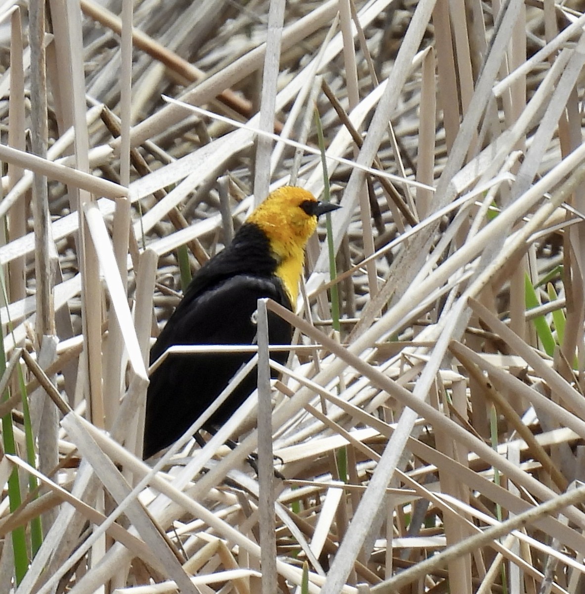 Yellow-headed Blackbird - ML618665151