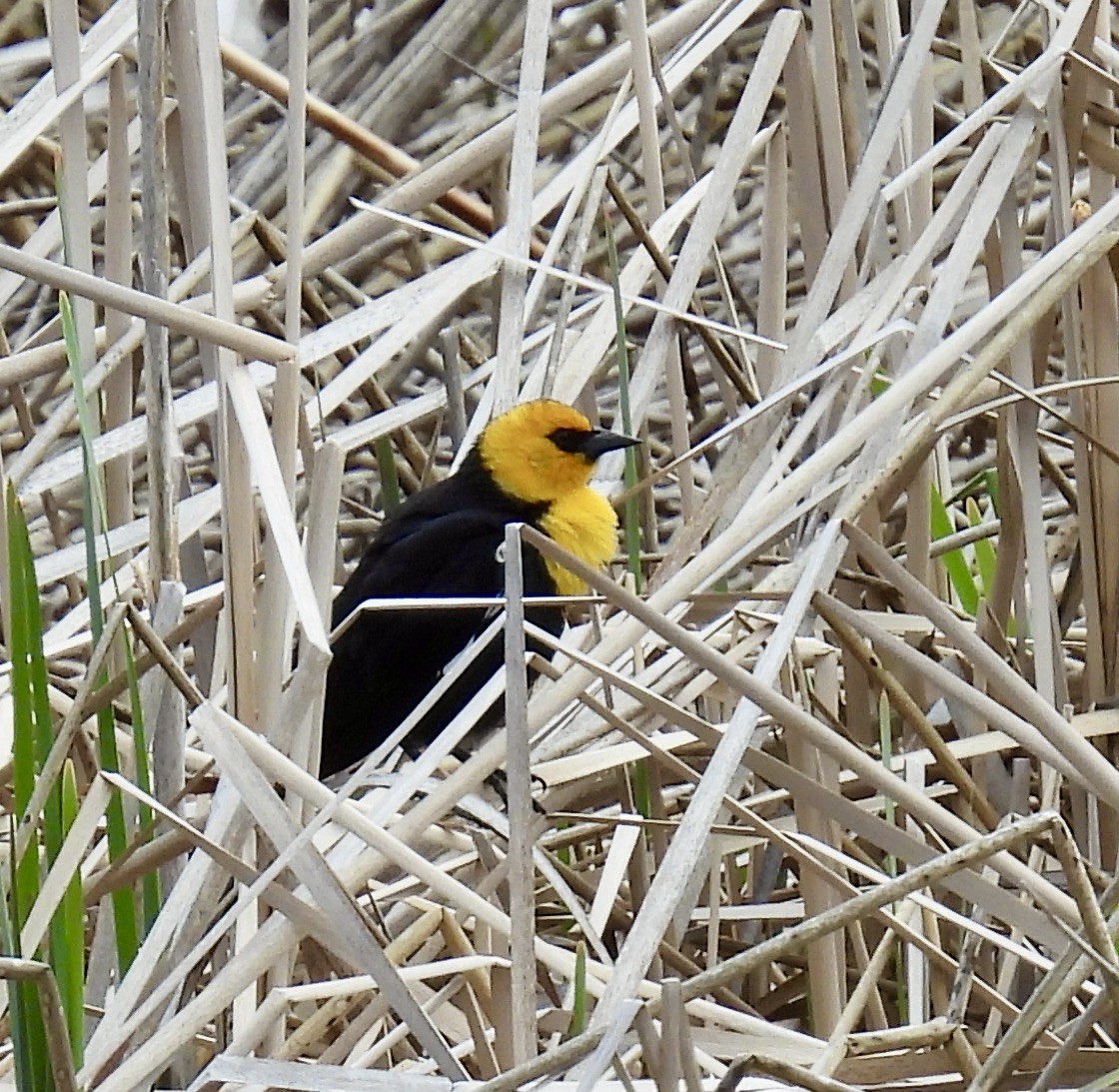 Yellow-headed Blackbird - ML618665152