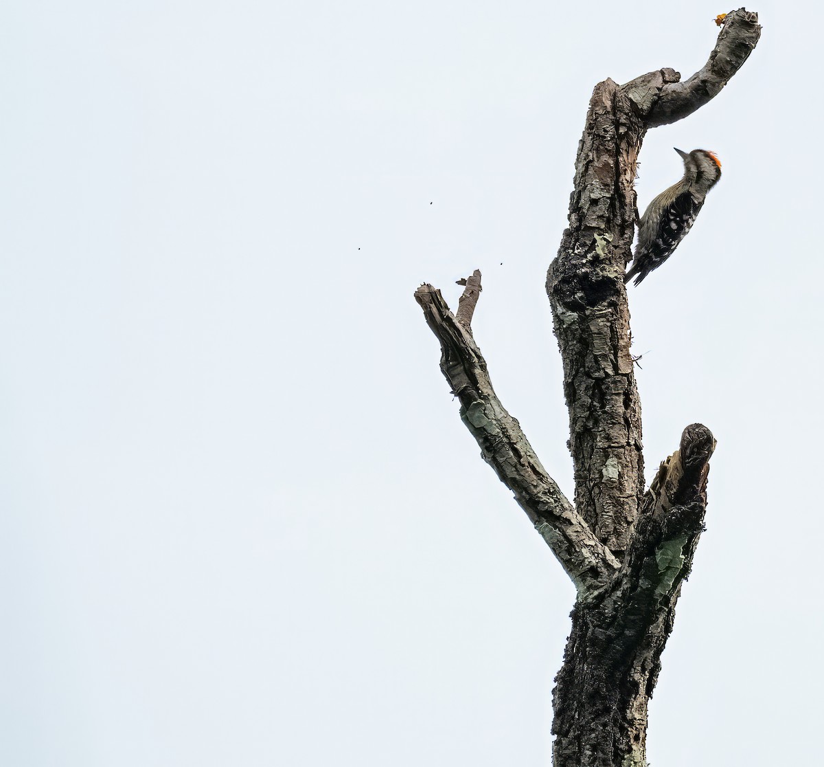 Gray-capped Pygmy Woodpecker - ML618665167