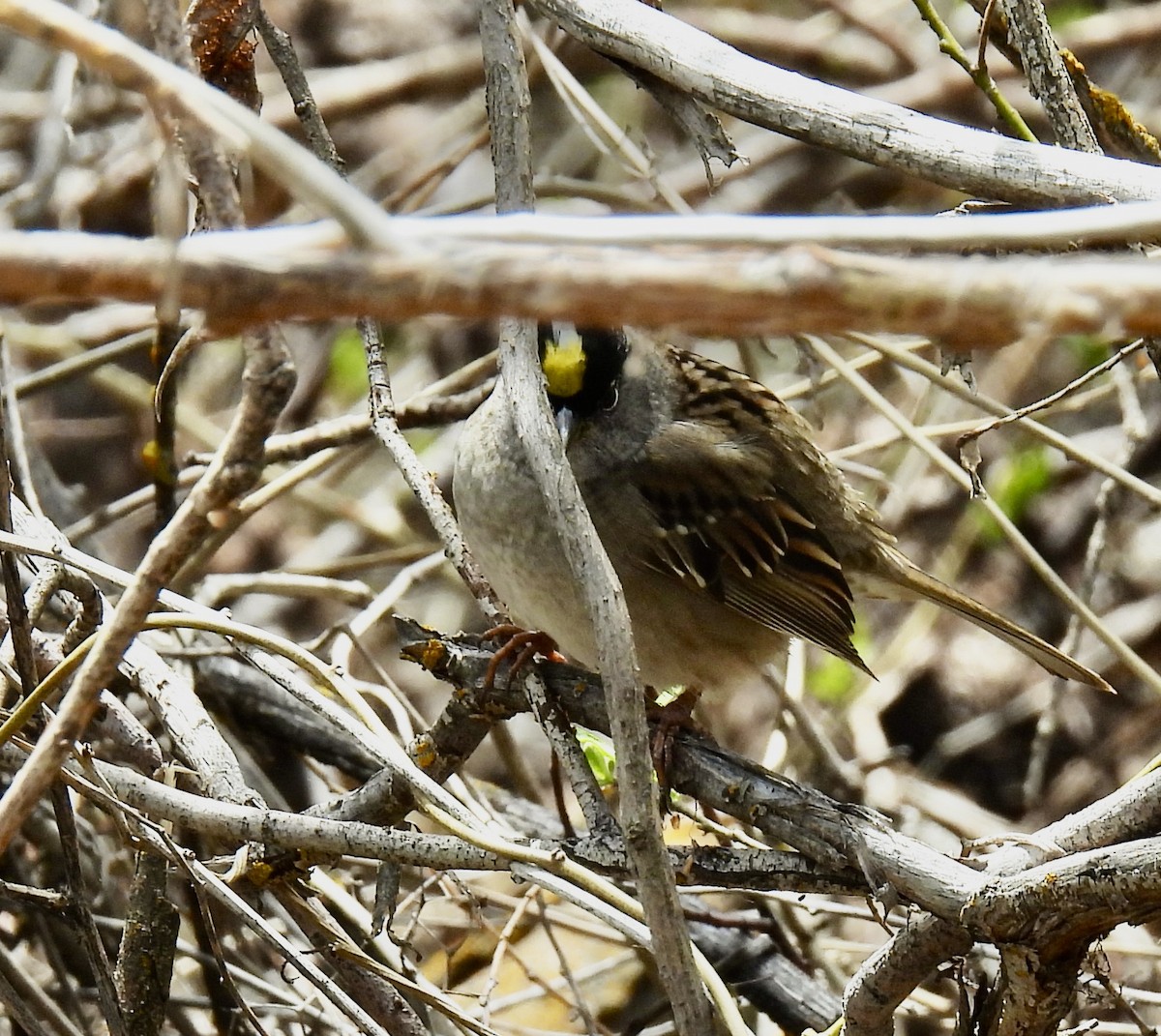 White-crowned Sparrow - ML618665254