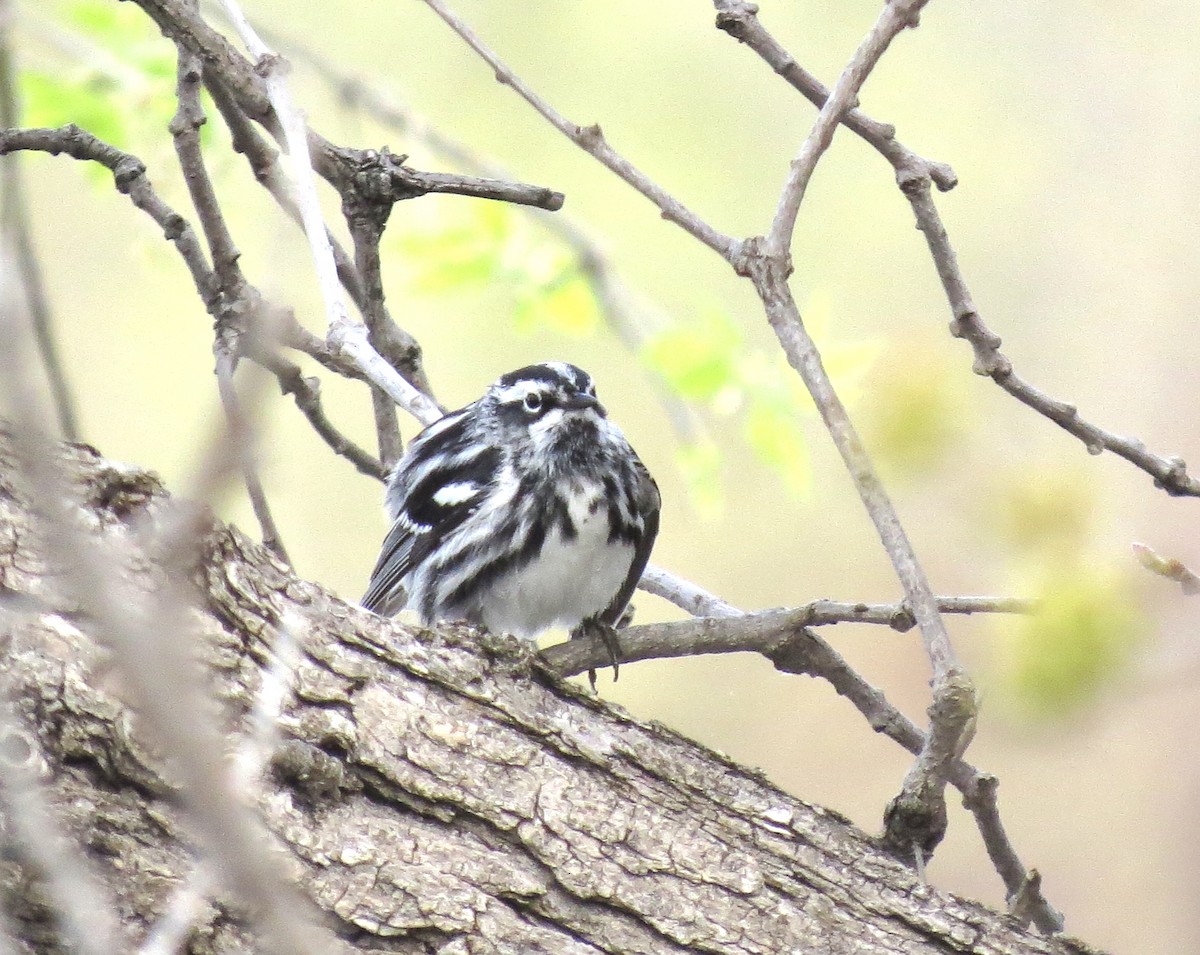 Black-and-white Warbler - ML618665273