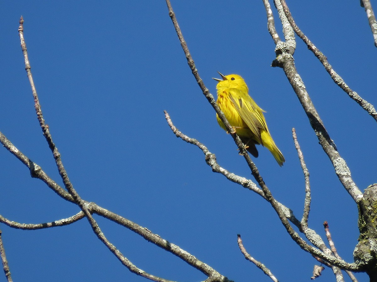 Yellow Warbler - ML618665281