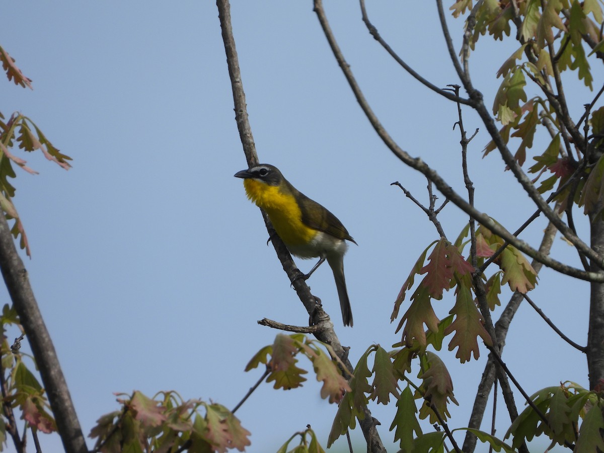 Yellow-breasted Chat - ML618665300