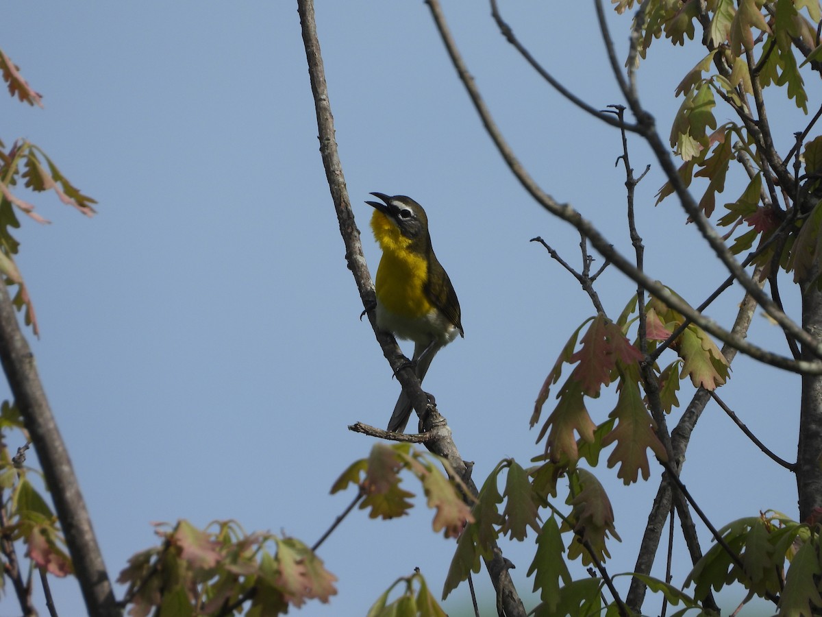 Yellow-breasted Chat - ML618665301