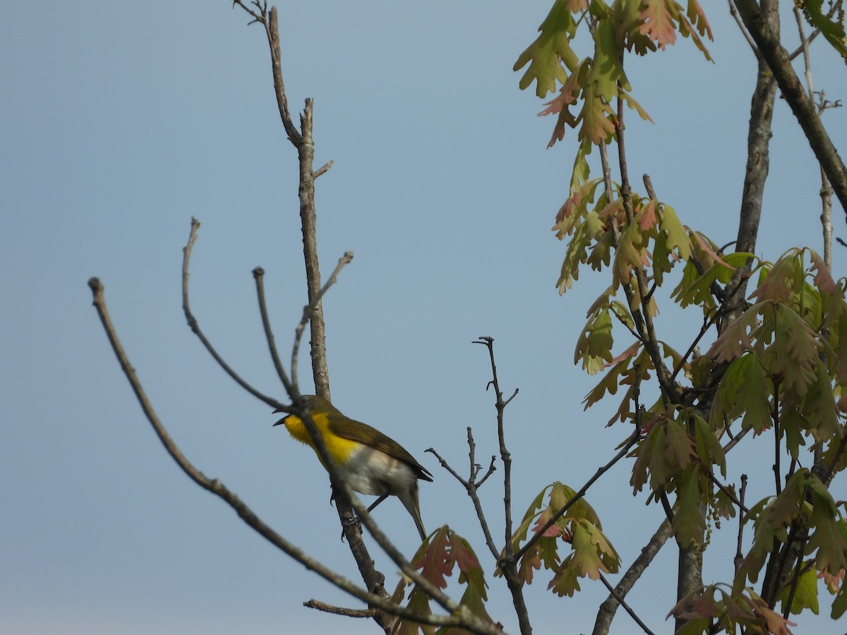 Yellow-breasted Chat - ML618665302