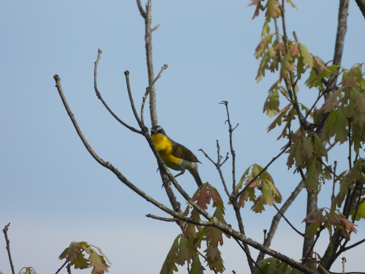 Yellow-breasted Chat - ML618665303