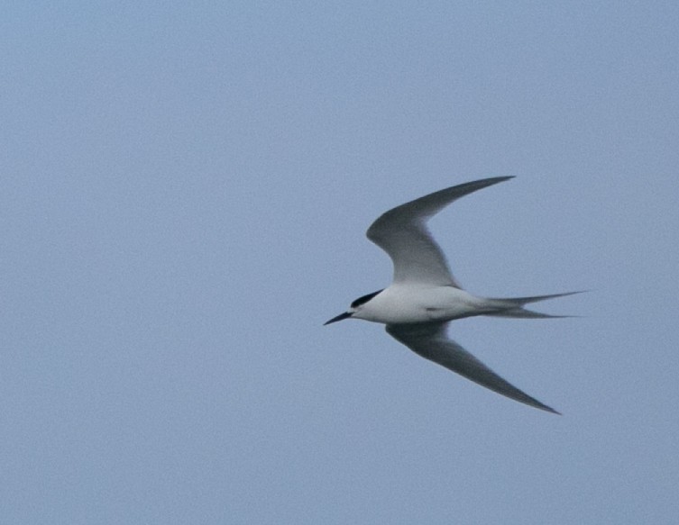 White-fronted Tern - ML618665360