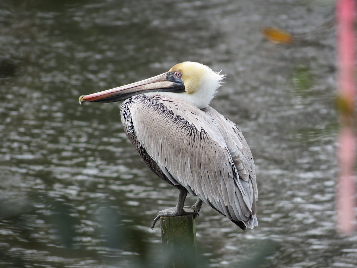 pelikán hnědý - ML618665402