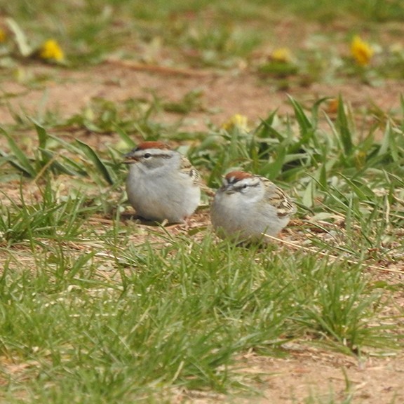 Chipping Sparrow - ML618665409