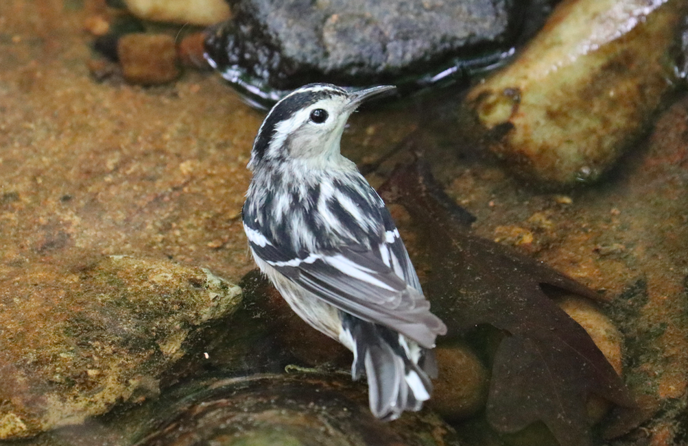 Black-and-white Warbler - ML618665446
