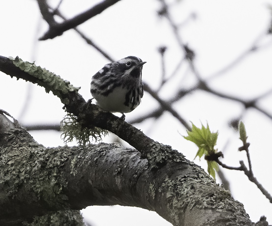 Black-and-white Warbler - ML618665450