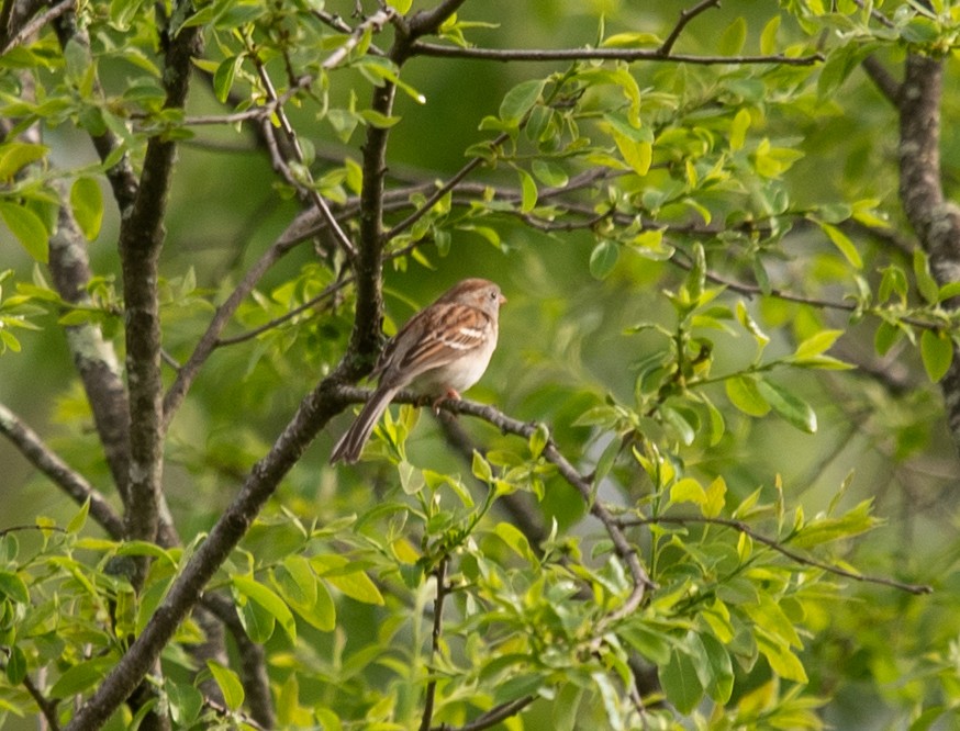 Field Sparrow - ML618665496