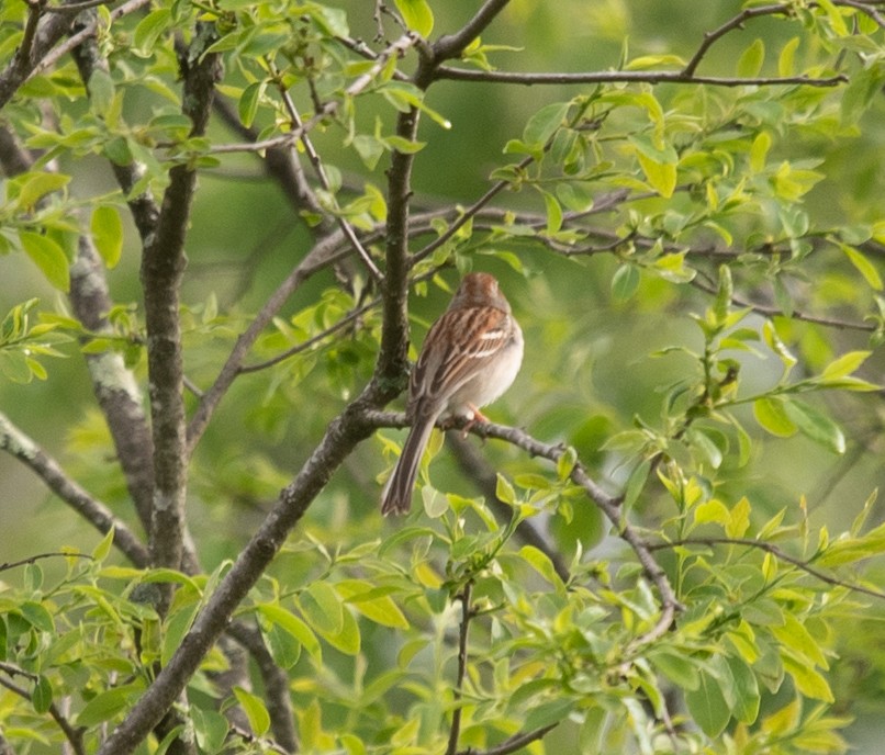 Field Sparrow - Clive Harris