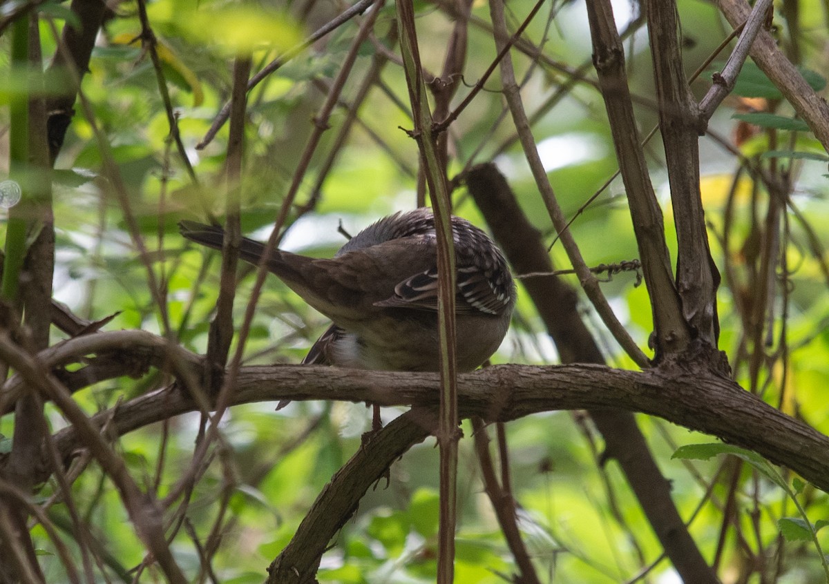 White-crowned Sparrow (Dark-lored) - ML618665500