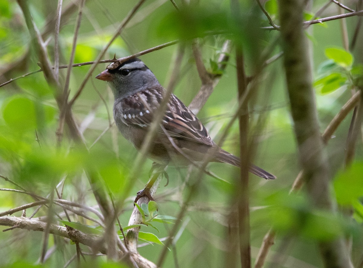 White-crowned Sparrow (Dark-lored) - Clive Harris