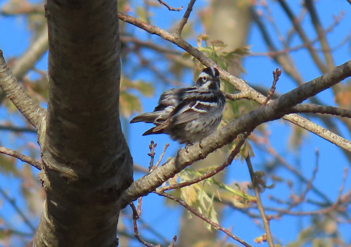 Black-and-white Warbler - ML618665505