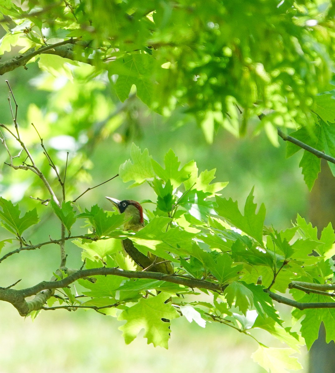 Eurasian Green Woodpecker - ML618665511