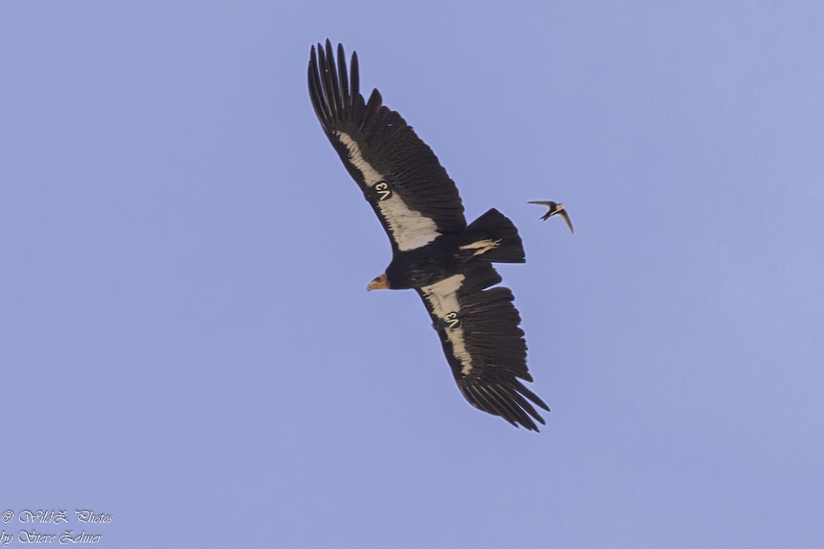 Condor de Californie - ML618665569