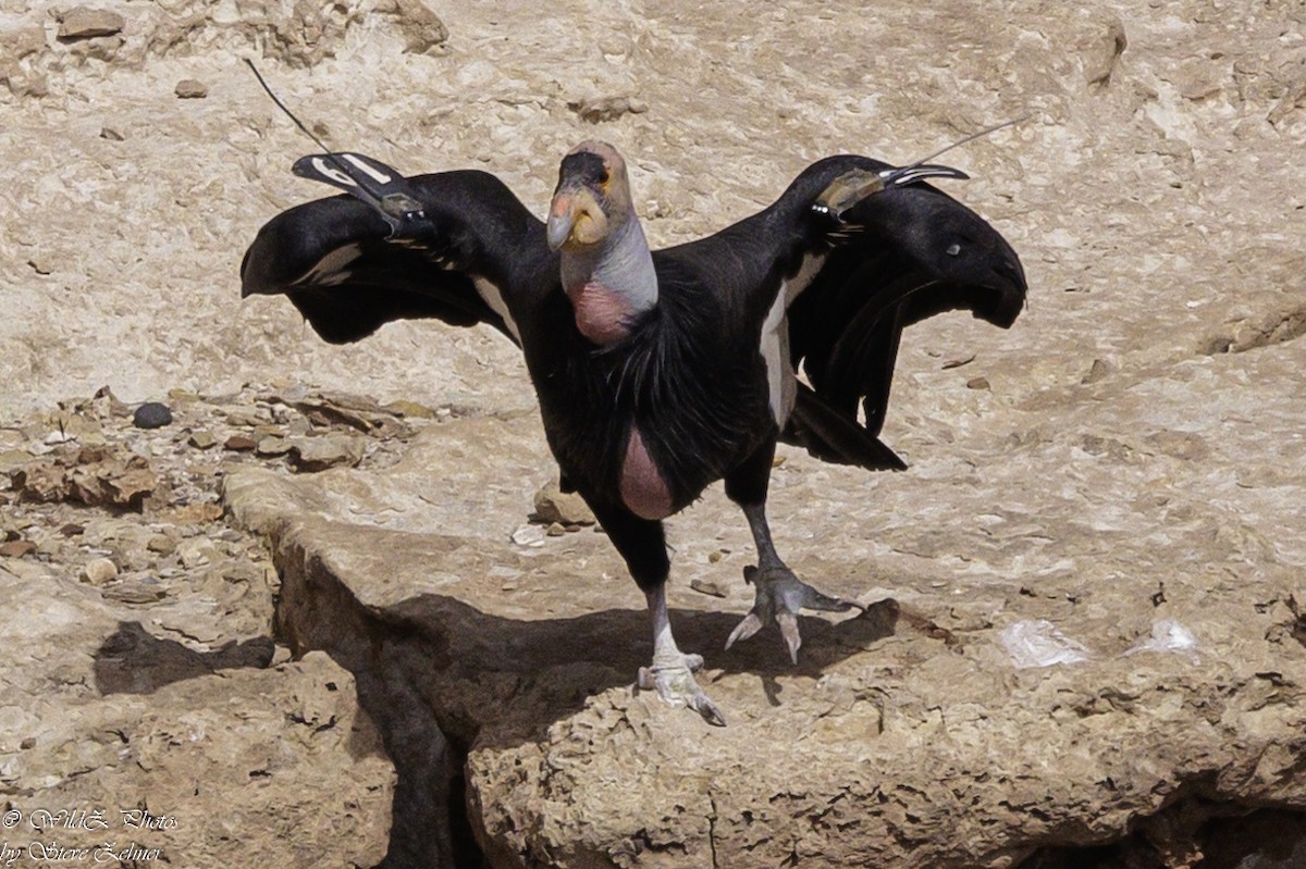 Condor de Californie - ML618665570