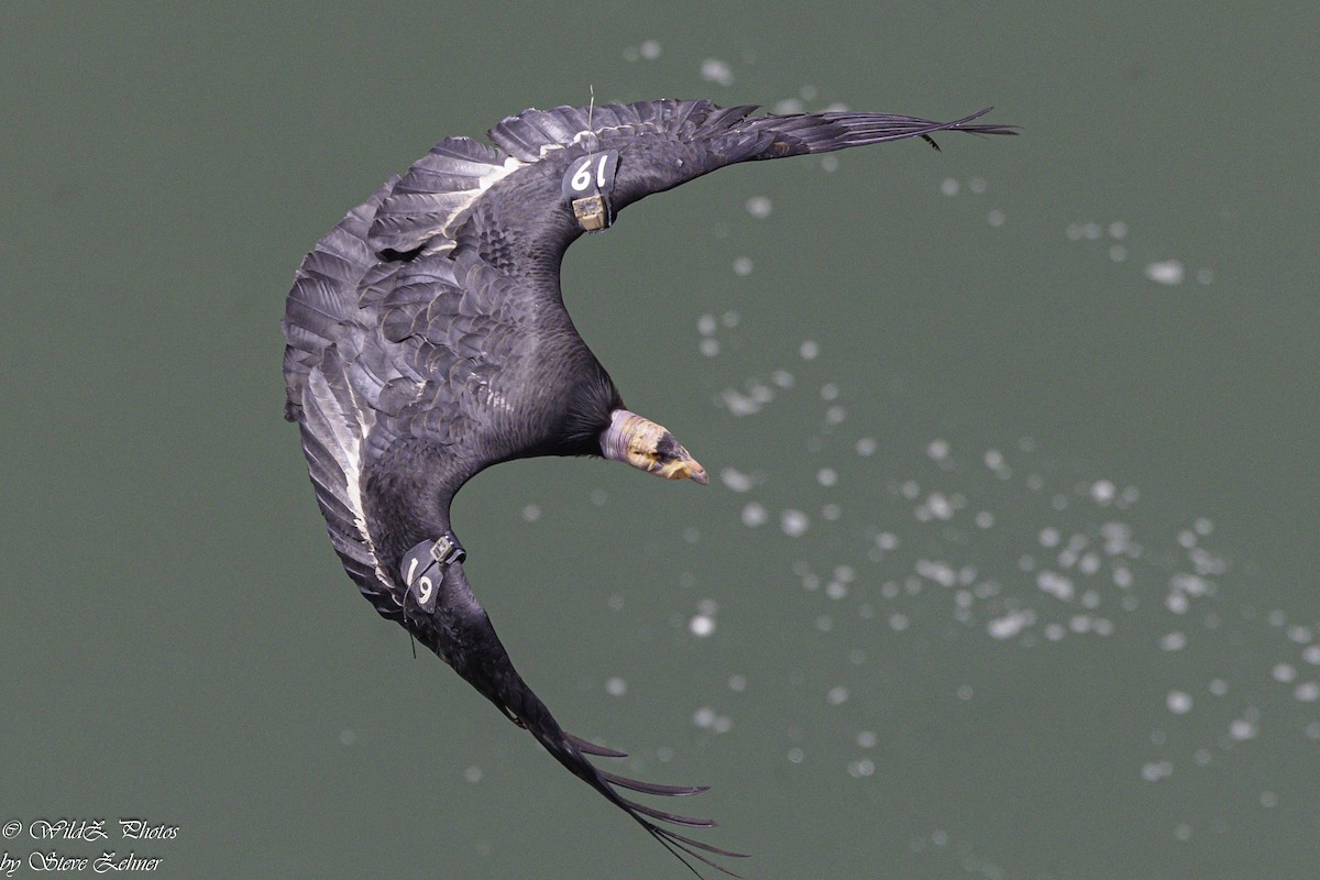 California Condor - Steve Zehner