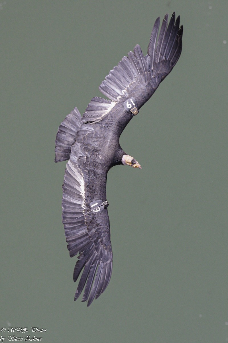 Condor de Californie - ML618665572