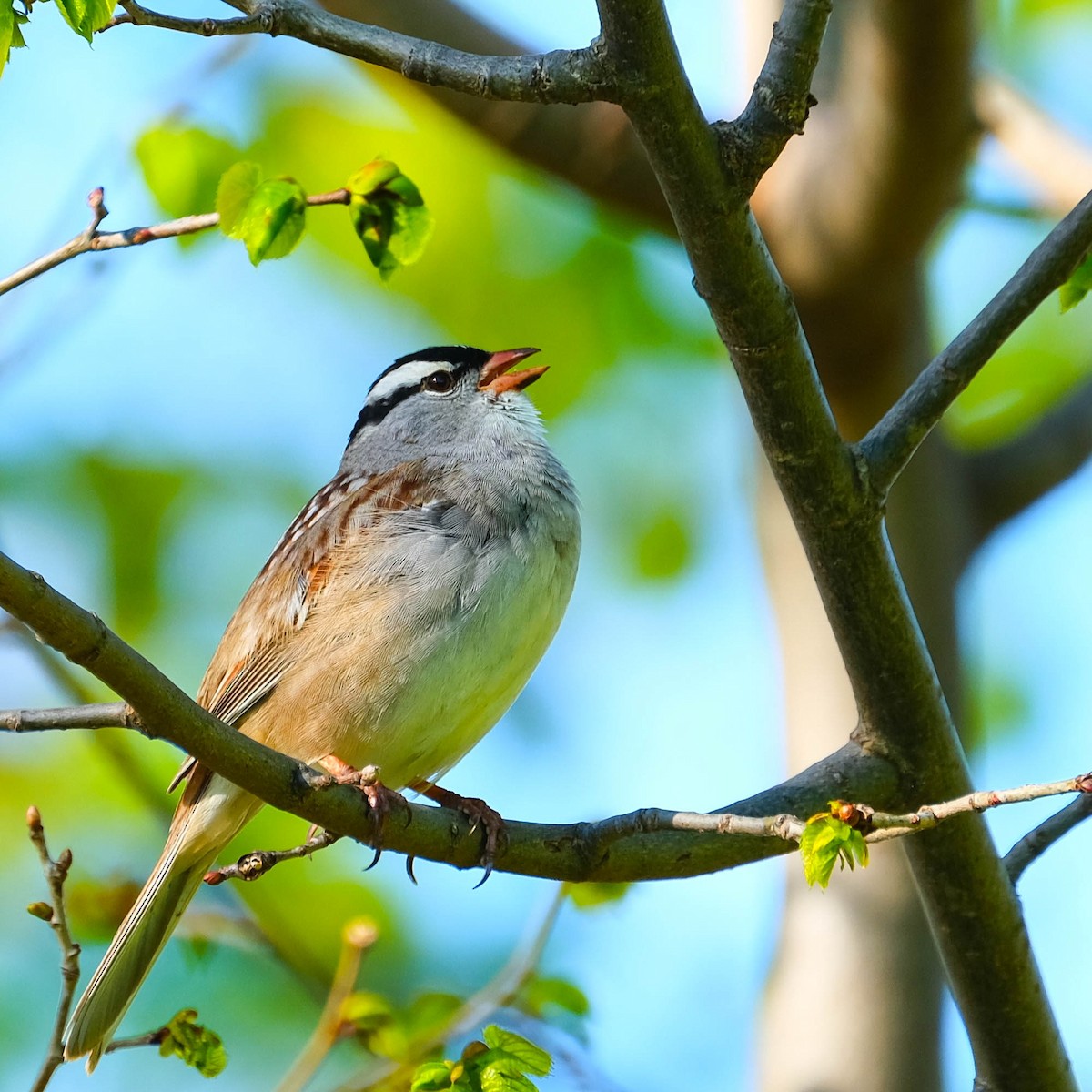 White-crowned Sparrow - ML618665576