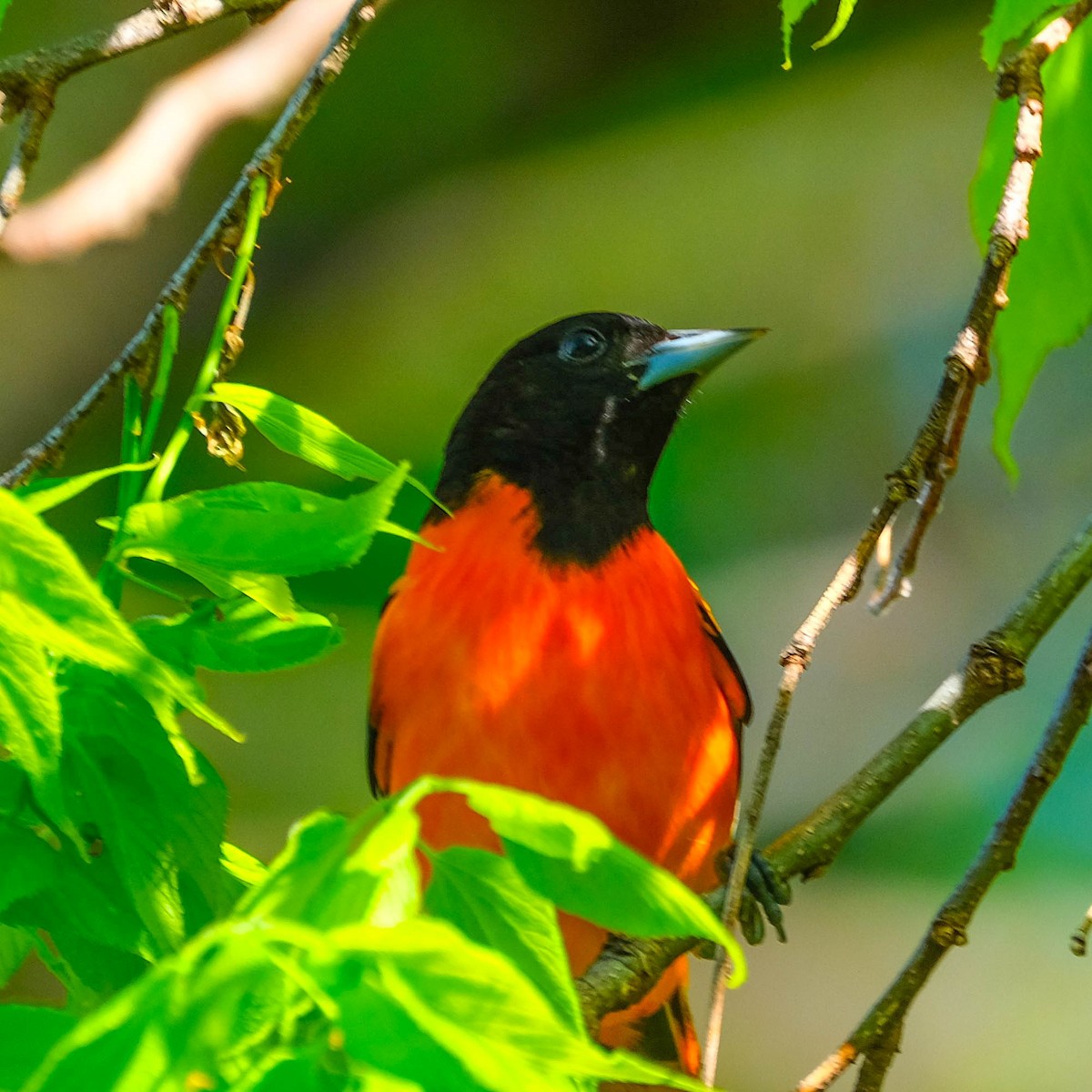 Orchard Oriole - ML618665586