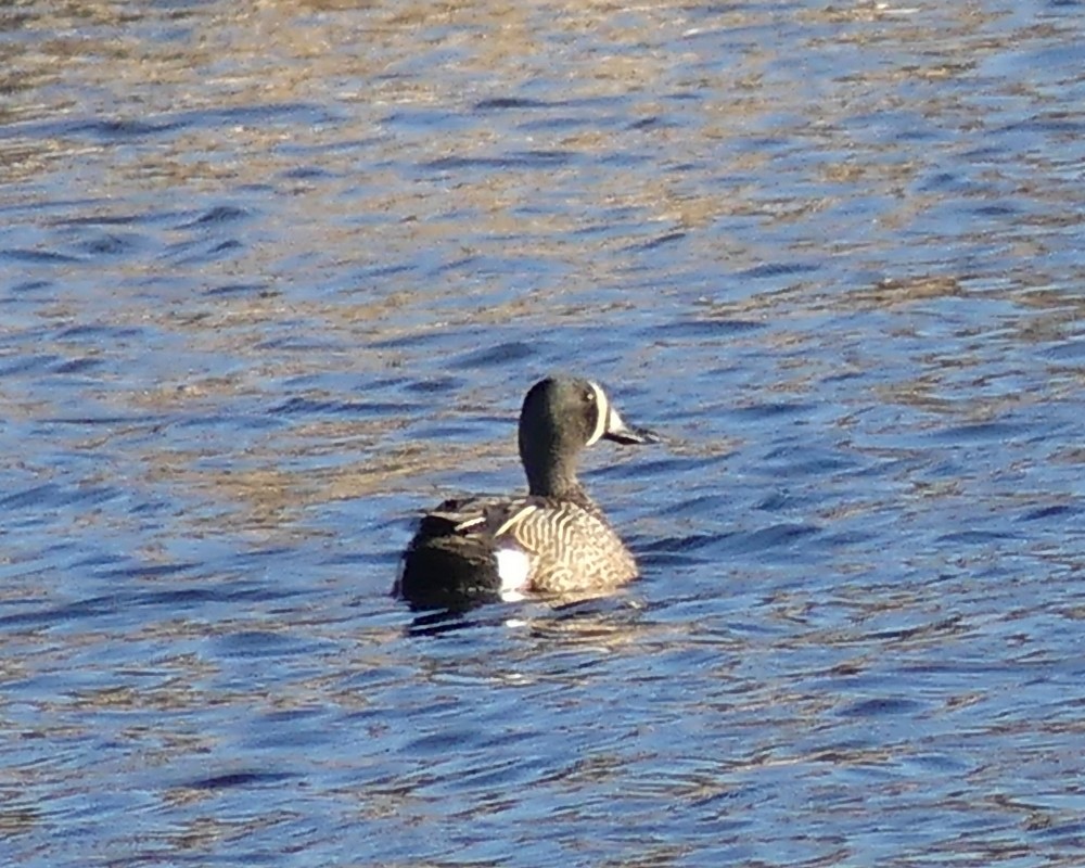 Blue-winged Teal - ML618665607
