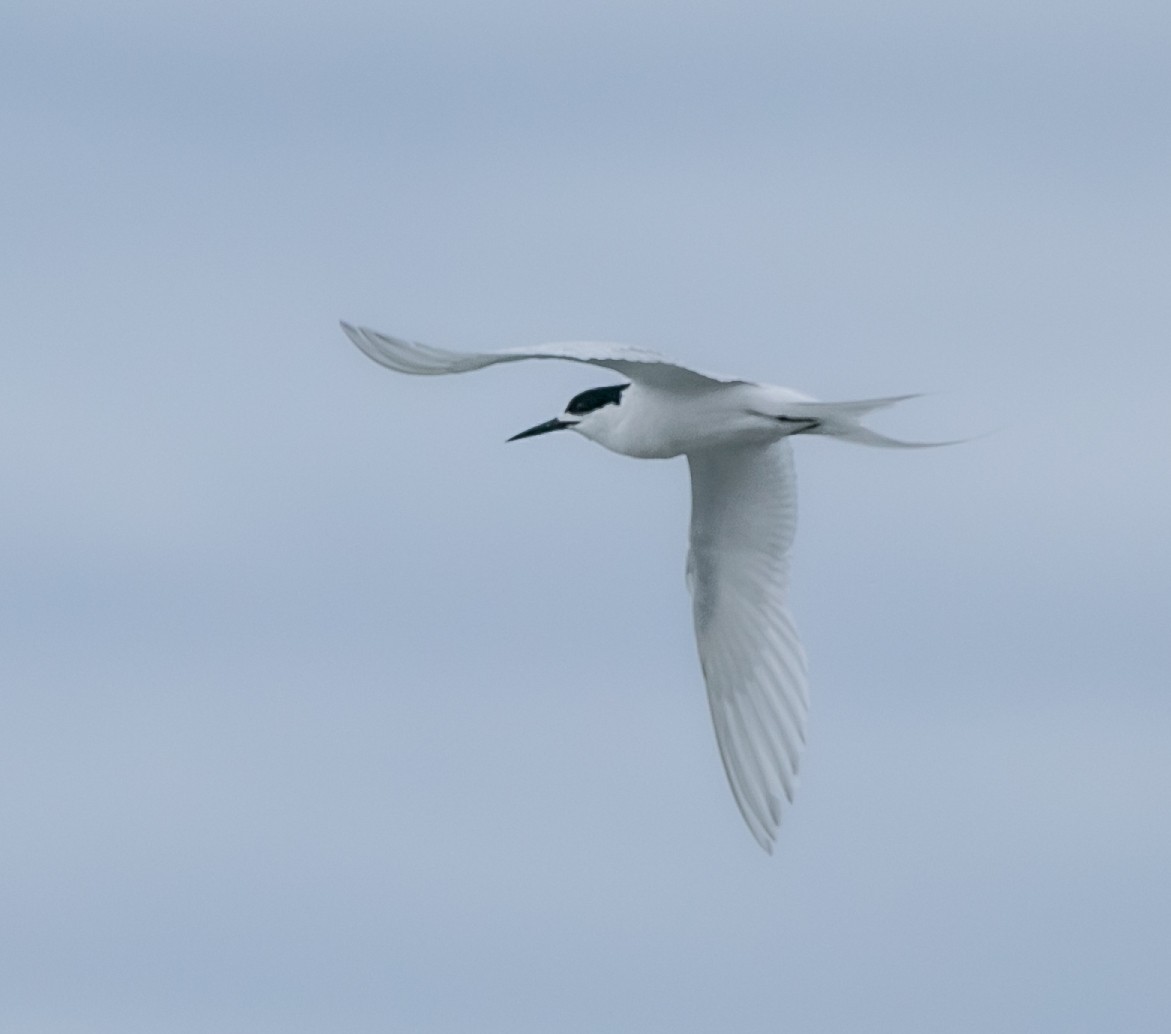 White-fronted Tern - ML618665619