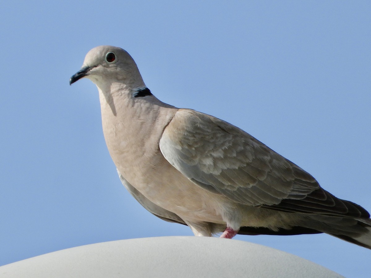 Eurasian Collared-Dove - ML618665627