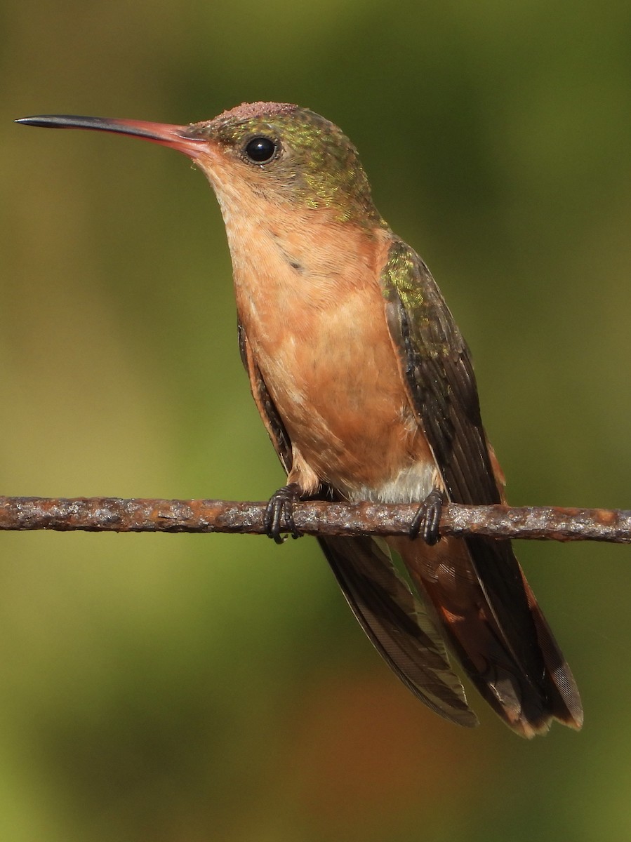 Cinnamon Hummingbird (Mainland) - ML618665634