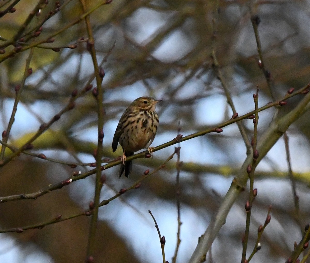 Meadow Pipit - ML618665635