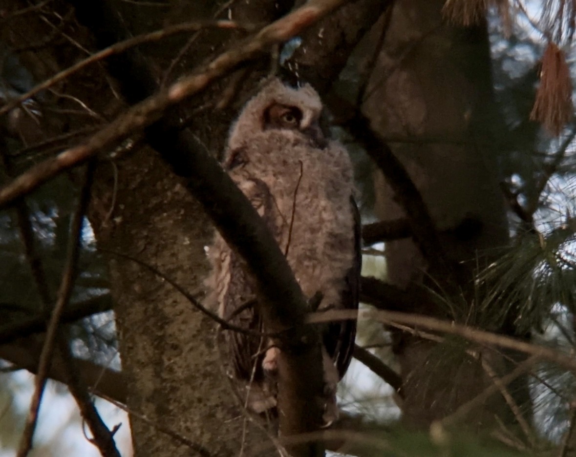 Great Horned Owl - ML618665653